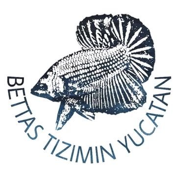 bettastiziminy's profile picture. los peces betta
