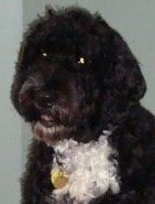 I am an Eclectic Portuguese Water Dog - I live a dog's life, enjoy the outdoors, swimming, yoga,for etc.