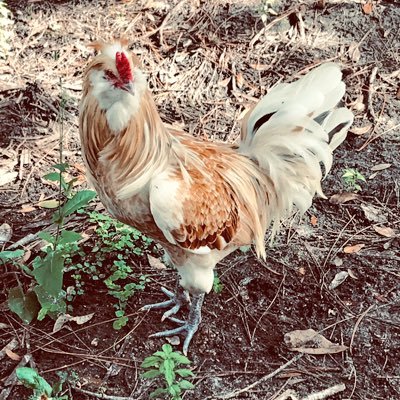 A sensory friendly farming experience featuring hands on animal encounters and therapeutic play areas.