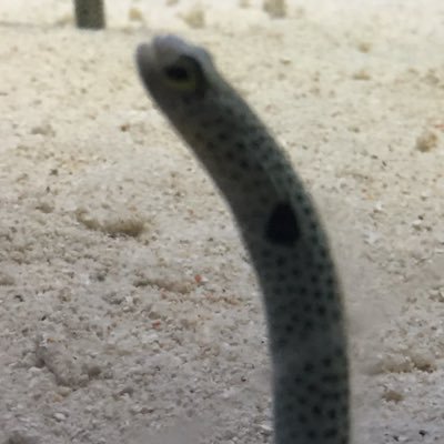 bsik17's profile picture. 見たり推したり