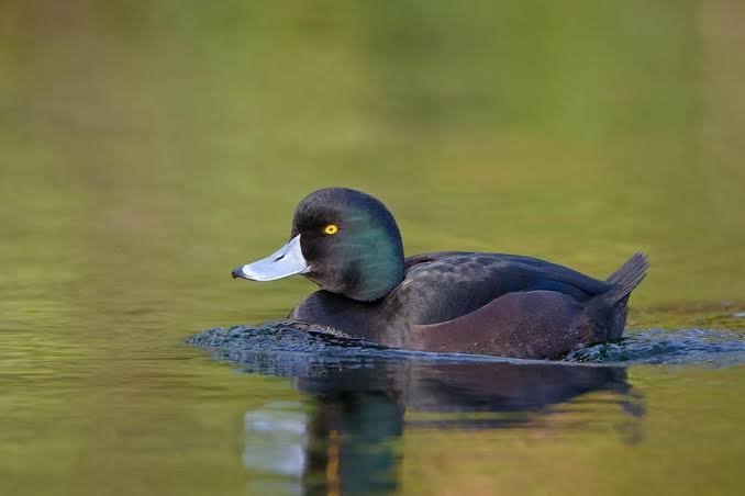 A small black duck that’s diving right to the top