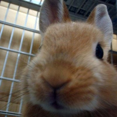 ブラックな黒兎 No Minsu Twitter