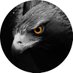 CoolEagle (@nefertiticool) Twitter profile photo CoolEagle (@nefertiticool) Twitter profile photo