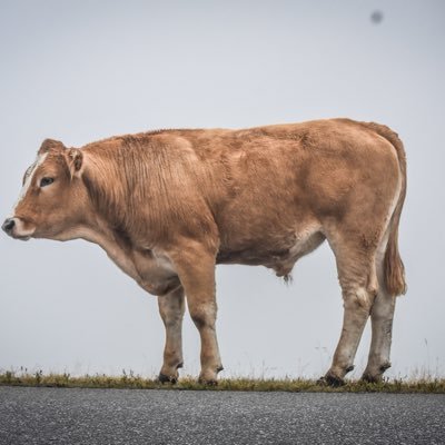 GOW18a's profile picture. 