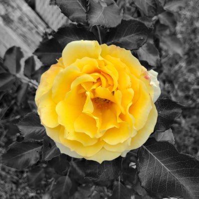 14busdrivers's profile picture. #clique