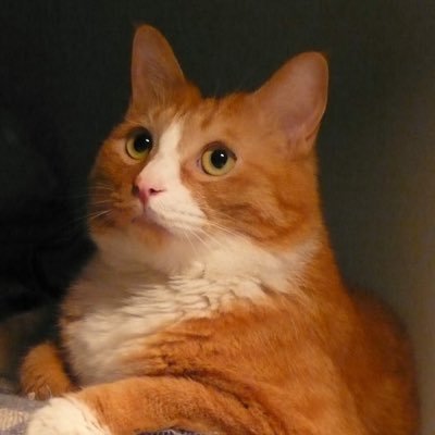 yuanotes's profile picture. Game Developer.

Castaway Cards: https://t.co/KK5DKzatFx