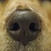 small dog's snout (@smalldogssnout) Twitter profile photo