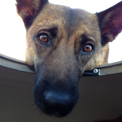 Pitprueba's profile picture. Leave the kids alone!! ¡Dejen a los niños en paz! Ingeniero, Especialista universitario en Dirección Estratégica y MBA