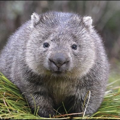 Not an Australian mammal. Just having a fluffy and feisty personality. She/her.