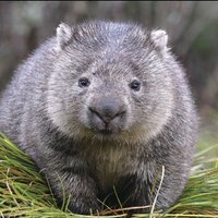 Combat WombatⓂ️(@Comba7Wombat) 's Twitter Profile Photo