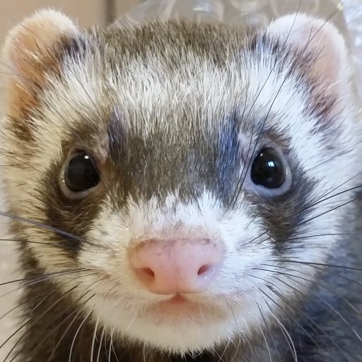 ★狸吉★さんのプロフィール画像