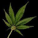 i love strains. for medical use only.