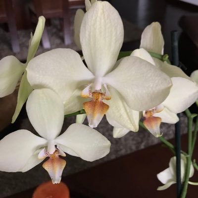 Titi_ayalam's profile picture. 