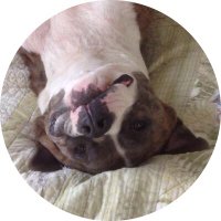 Laura Bate (@laura_k_bate) 's Twitter Profile
