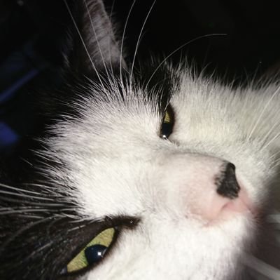 yvimoggi's profile picture. 