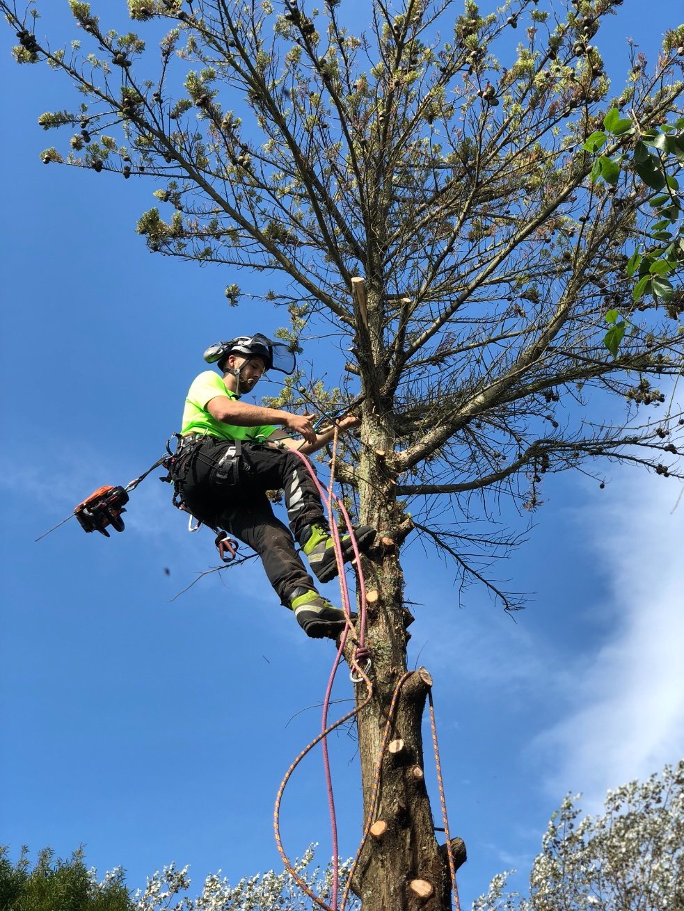 MintersTreecare's profile picture. Tree Surgery company based in East Kent