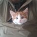 Rupee Von Gingerballs (@rupeevon) Twitter profile photo Rupee Von Gingerballs (@rupeevon) Twitter profile photo