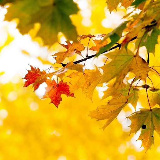 fallcolors85's profile picture. 