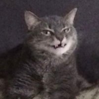 Alternate CWC Titles (@cwcquotes) Twitter profile photo