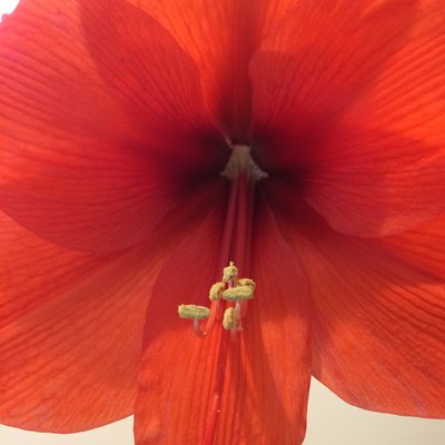 morganinpieces's profile image