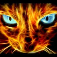 Fireball (@fireballka7) 's Twitter Profile