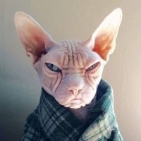 Angry Kitty (@usercase39) 's Twitter Profile