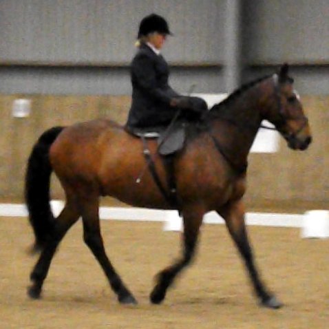 horse blogger : How To Excel At Being Average - https://t.co/2CzG6x4lEM how much fun can you have with your horse 😀