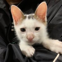 HAL (@hal26172321) 's Twitter Profile