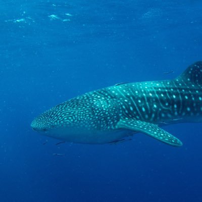 平日は東京で企業法務、週末は伊豆でダイビングが生活パターン。Legal Techと魚の生態観察が興味の対象。Bob MarleyとONE OK ROCKがお気に入り。
