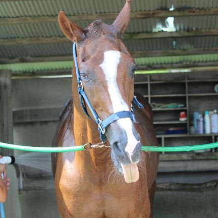 競馬好き(大好きな馬ムービースターは2016年10月10日9時35分天馬となりました。30歳6ヵ月1日)。