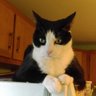 agrippamom's profile picture. Retired. Political junkie. Writer & pet lover. Animal activist. Avid movie lover, incl silents. No more nice Sharon: trumpers, be nice: 3 strikes & ur blocked!