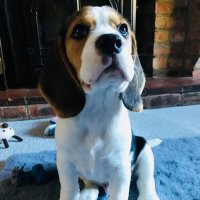 Bertie Beagle(@thebertiebeagle) 's Twitter Profile Photo