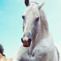 دورات معتمدة🌟رنا الغامدي (@da_jadh) 's Twitter Profile
