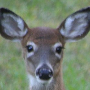 scarlett_snow7's profile picture. 