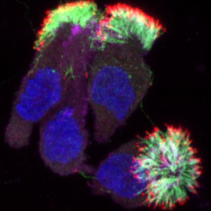 Group at @mrc_hgu using genetics, cell biology and lots of imaging to unlock the mysteries of mammalian #cilia. Also on the otherside: @Mill_lab@mstdn.social