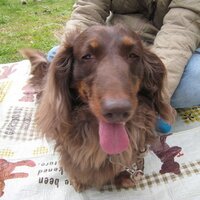 gaku Nishiyama (@gakucocoa) Twitter profile photo