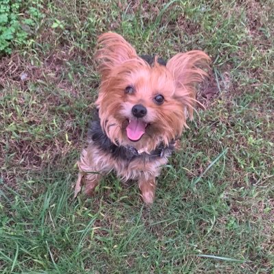 apupnamedlucy's profile picture. Follow me on Instagram @apupnamedlucy. Moms a blogger @chessrice Dads a YouTuber @ripnlipstv