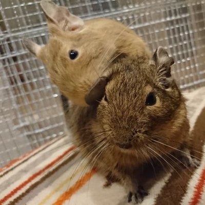 コタロー うに千代 チビズ アオコンヌ Aya Degukota Twitter