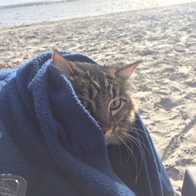 miggiemolls's profile picture. Full time cat mom