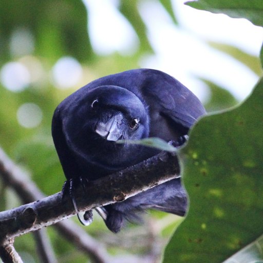 A human much like all the other ones / Generally just trying to be good at life / Biology PhD studying crows & their tools