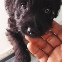 Raúl Angulo (@cdeconfianza) 's Twitter Profile