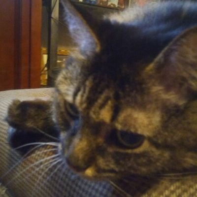 My Tabby runs the house. Working with others to shut this Circus down!
Avid retweeter #strongertogether #resist #BLM. Get vaccinated for yourself and others.