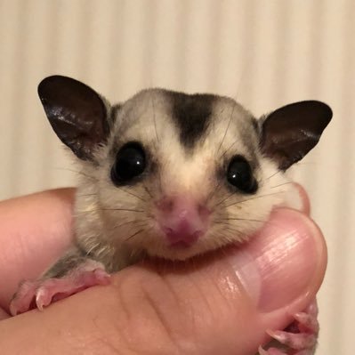 はづきさんのプロフィール画像