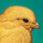 Arikon's profile image