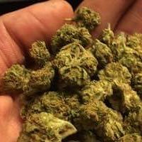 420weedinjapan's profile picture. Top quality weed strains available for delivery. we ship worldwide and deliver ASAP. WhatsApp/text +13862598793 to place an order. wickr: johnbruze