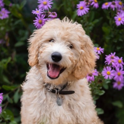 Goldendoodle. Born 01/06/18. Spending my days @chatsworthhouse 🐾