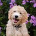 Henry (@chatswoof) Twitter profile photo Henry (@chatswoof) Twitter profile photo
