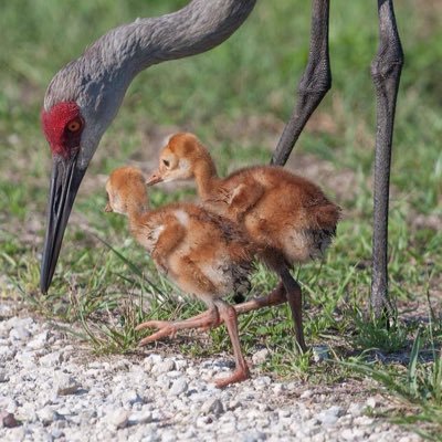 dinie1's profile picture. 