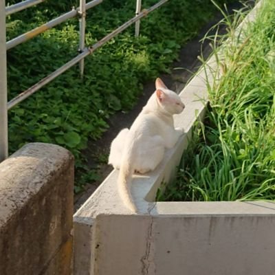 X2Shima's profile picture. 1児の母の懸賞垢･:*+.\(( °ω° ))/.:+文房具/読書/旅行/グルメ/ダイエット/ポケカ/猫様/#しまの当選報告/ねもねーど、入会しました