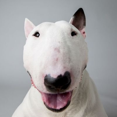 DoggieMeat Profile Picture